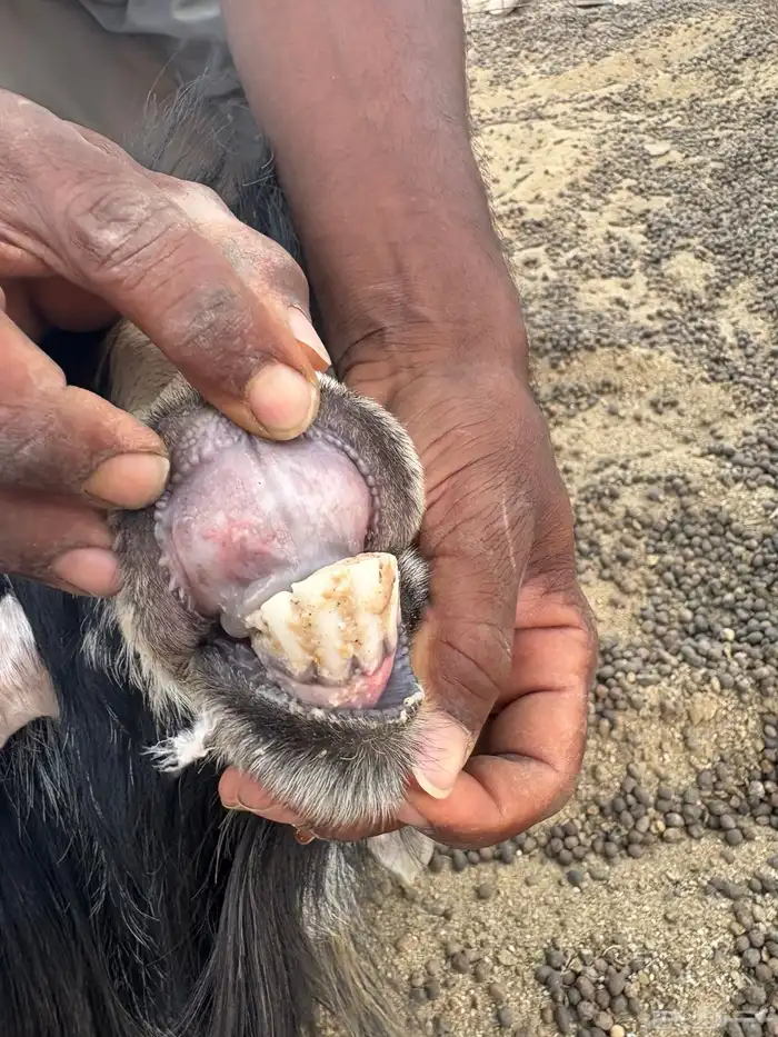 فحل عارضي للبيع 5