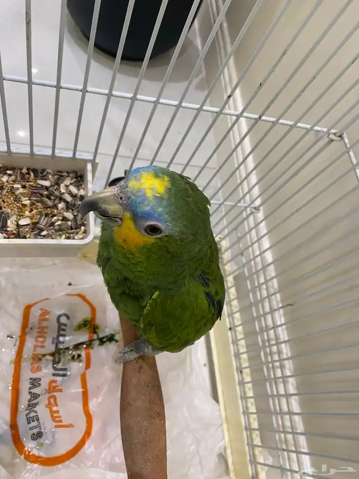 طير ببغاء 10