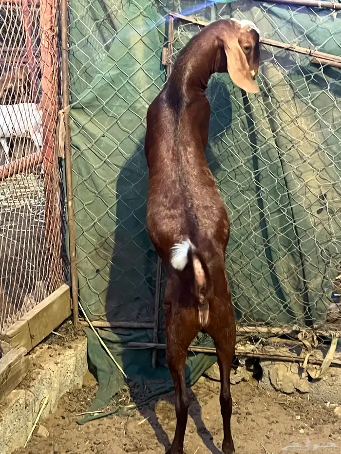 مشروع فحل مطور فاخر 4