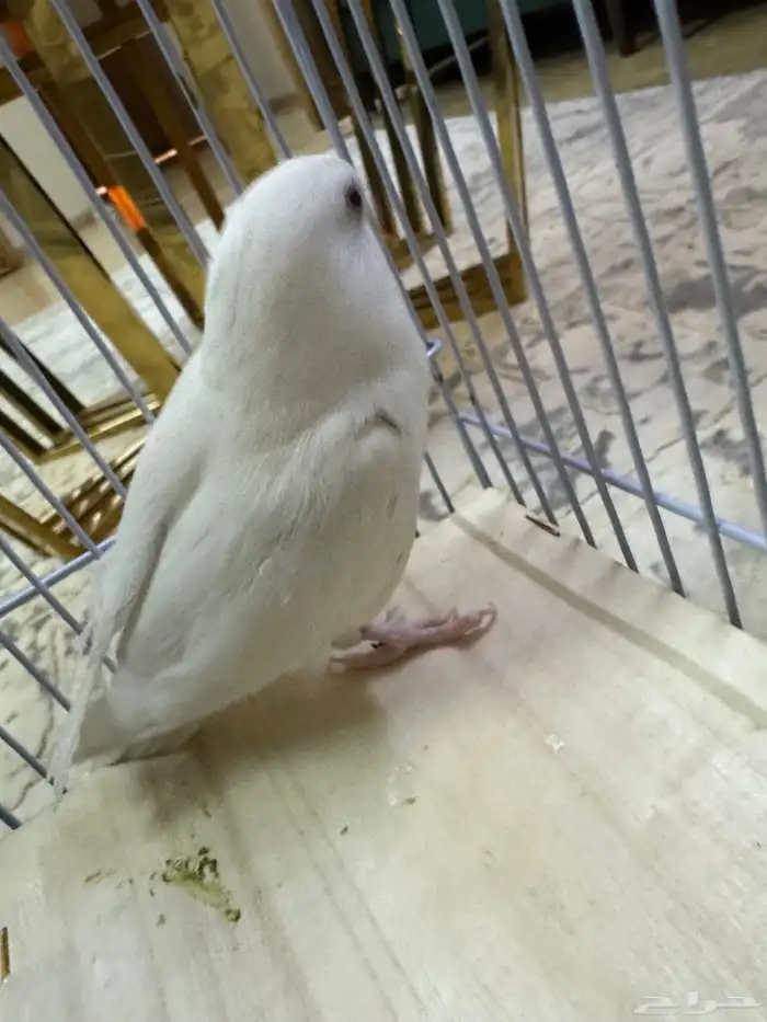 طيرو روز زوج كانو اليفين وفيهم خوف بسيط 1