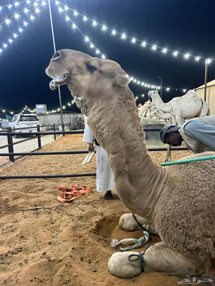 بعير للبيع 1