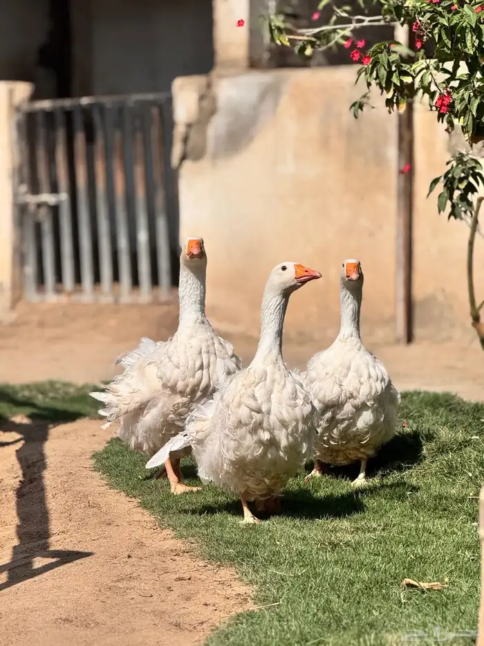 وز مفتل ابيض صك مميز 1