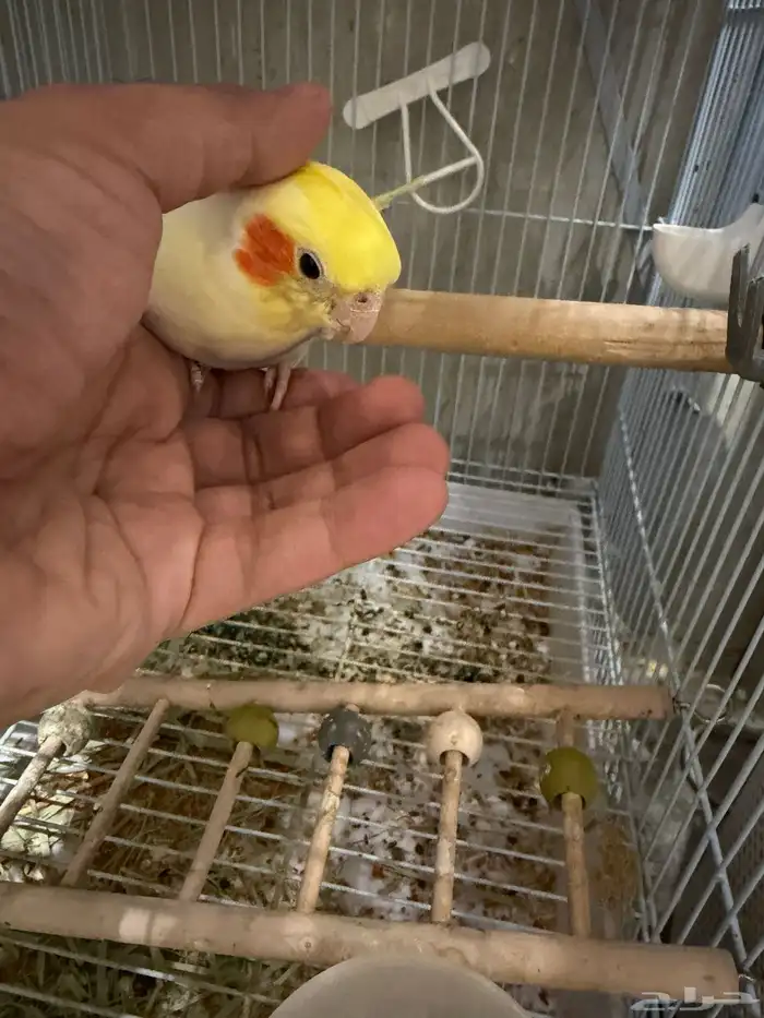 للبيع - كروان متكلم وأليف 3