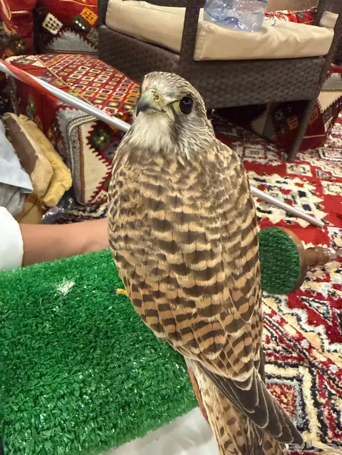 طير انثى للبيع على السوم 2