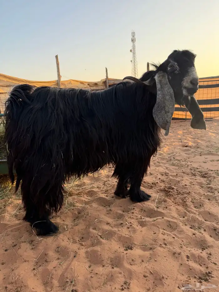 تيس فحل عارضي 3