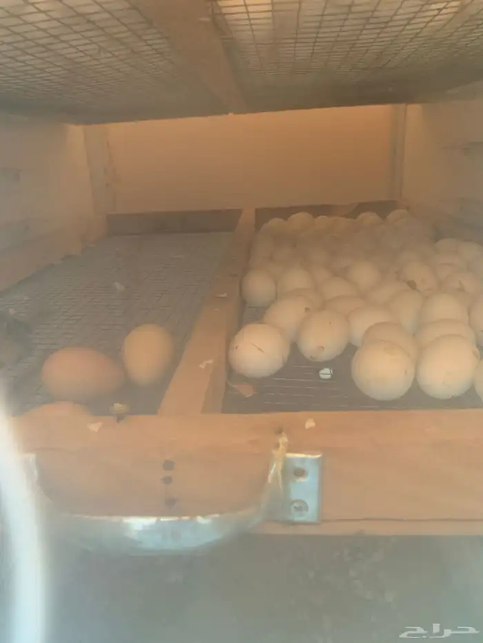 فقاسات يدويه 8