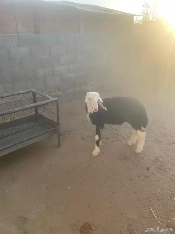 خروف نجدي 2