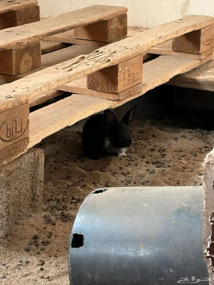 ارانب بلديه   دجاج بلدي   للبيع 4