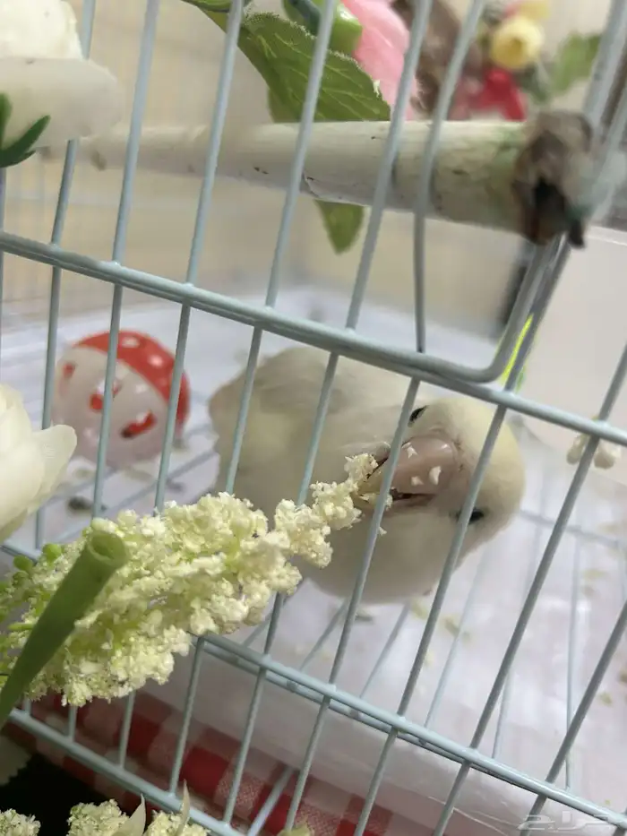 طير روز ذكر مرح مروض اليف صحته بخير مع قفص كبير 1