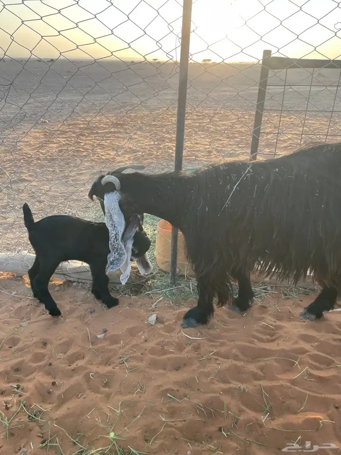 معزا متابيع 11