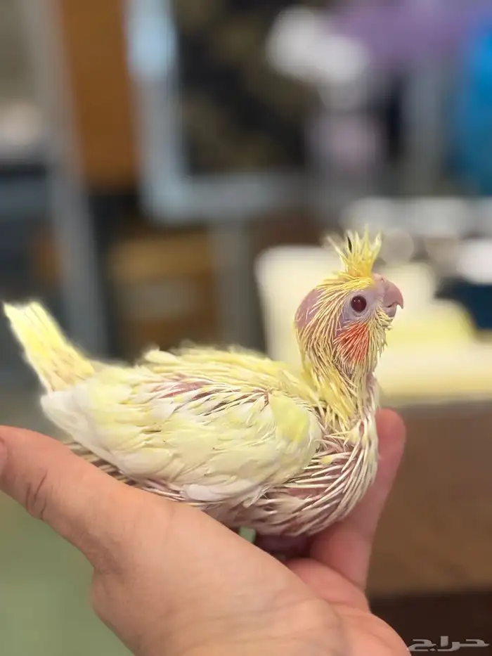 محمية الطيور المغرده 1