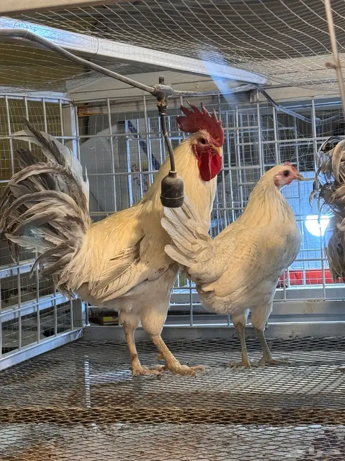 ديكين ودجاجة فيومي المنيوم 1