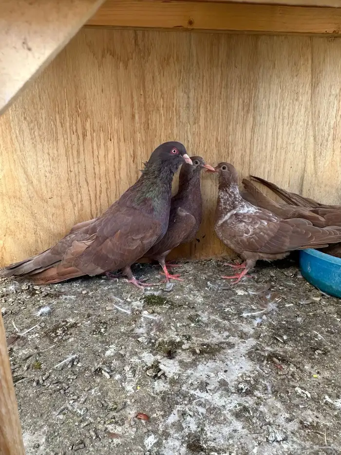 حمام مصري مالطي فاخر 7