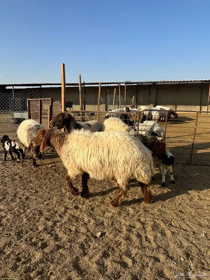 مطافيل انعيم طيبه اللبيع 2