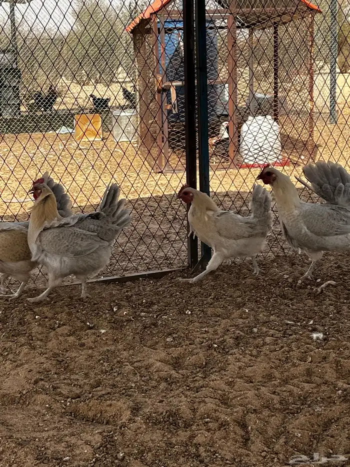 دجاج فيومي 3