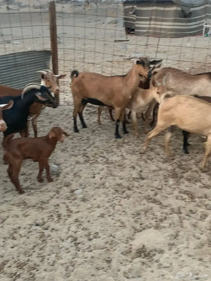 للبيع معزا جنوبية مواليد ودفيع 4