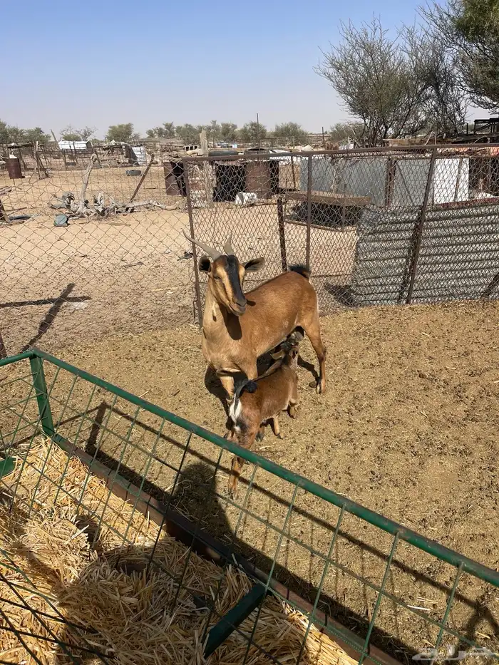 معزا دهم لون صيد 6