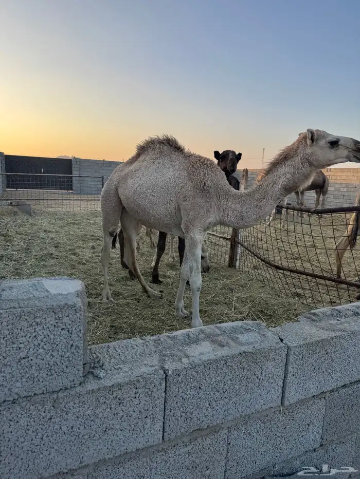 قعود وبكرتين البيع 0