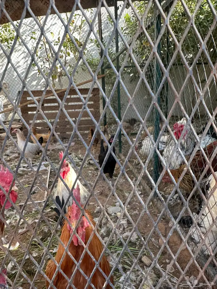 دجاج بلدي ودجاج براهما كلومبي وشبوك دجاج 3 2 وخزان ماء 1