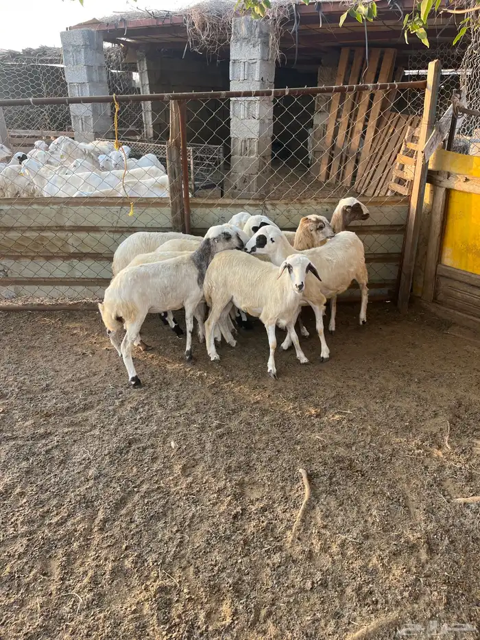 رخيل طيبه فيها الرفيدي وفيها الحري للبيع على السوم 1