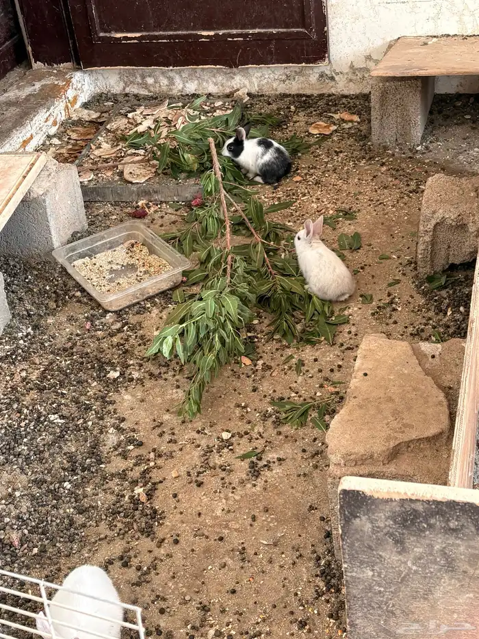 ارانب بلديه   دجاج بلدي   للبيع 6