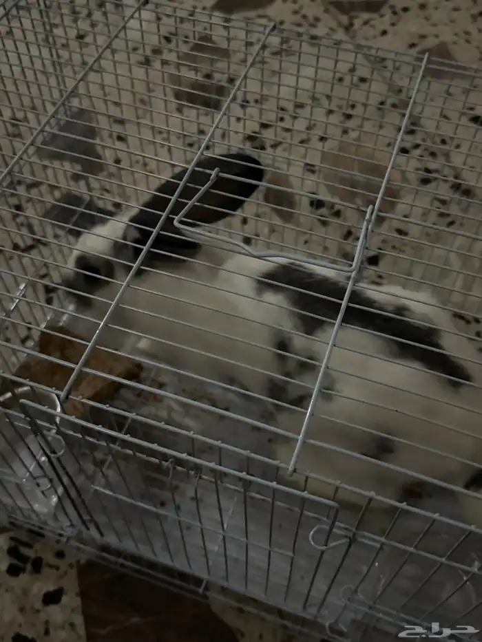 ارنب هولندي اليف 3