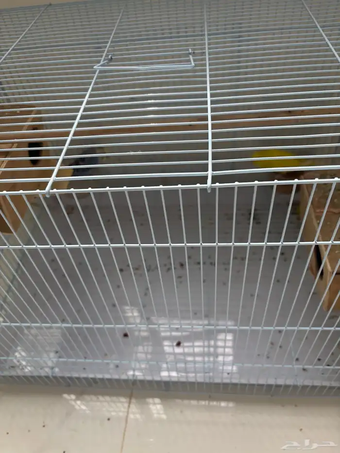 طيور الحب جوز وذكر 1