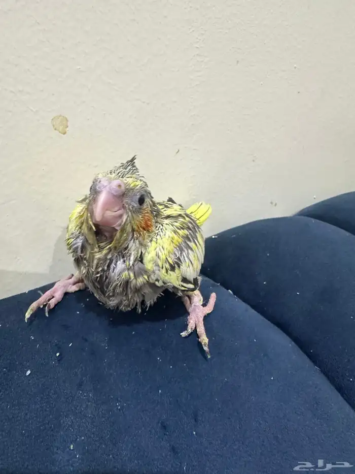 فروخ كروان 2