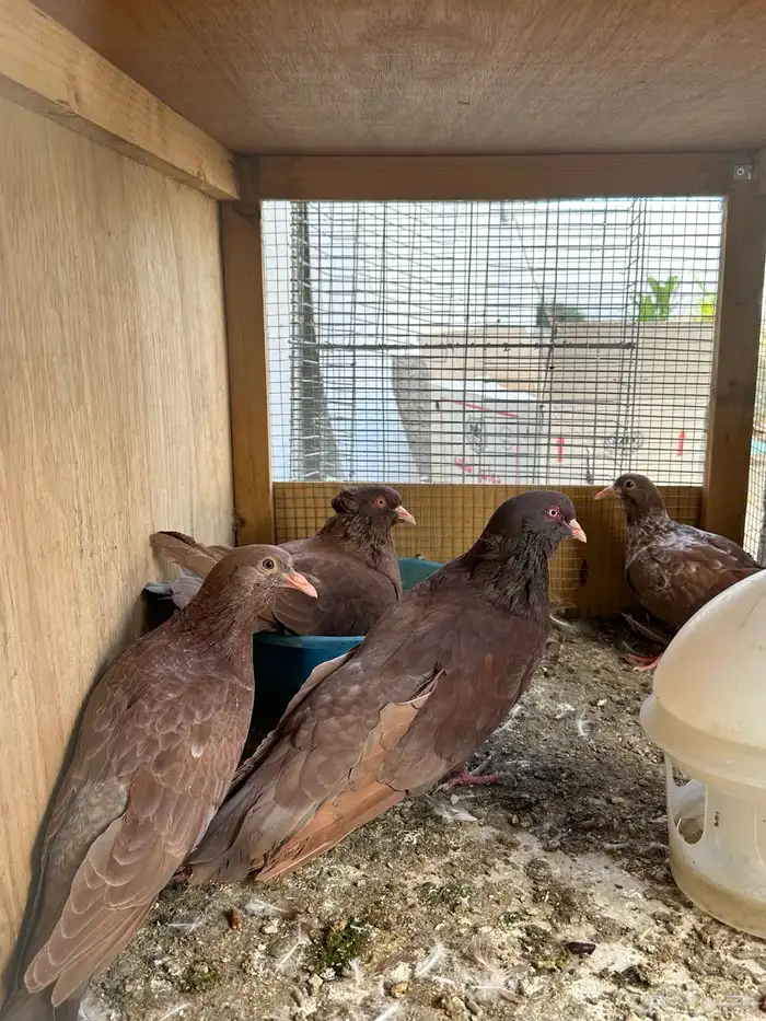 حمام مصري مالطي فاخر 2