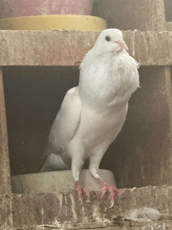 جوز نفاخ قلم بانتاجه 4