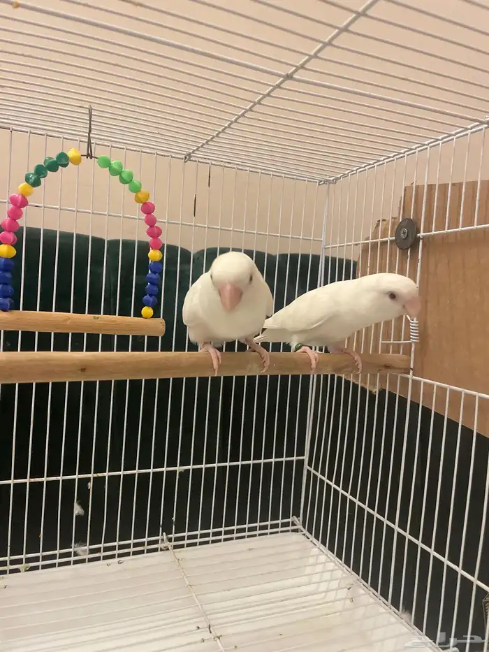 زوج روز البينو عيون حمر اليف منتج 1