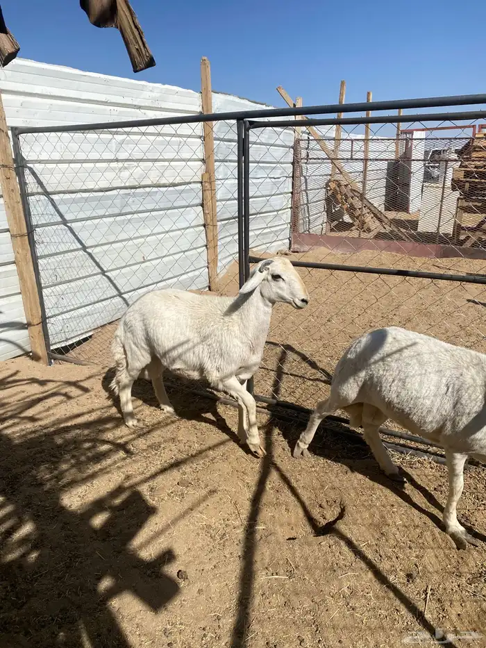 3 خرفان جبرة شرط علفها فقط برسيم رودس شعير من حلالي 1