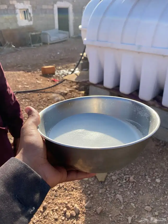 معزا حبشيات اصيله جروم(( تم البيع)) 15