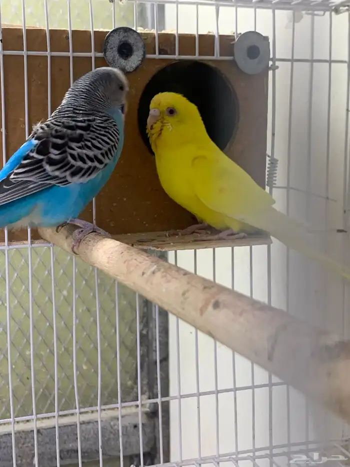 زوج بادجي بفروخهه 0