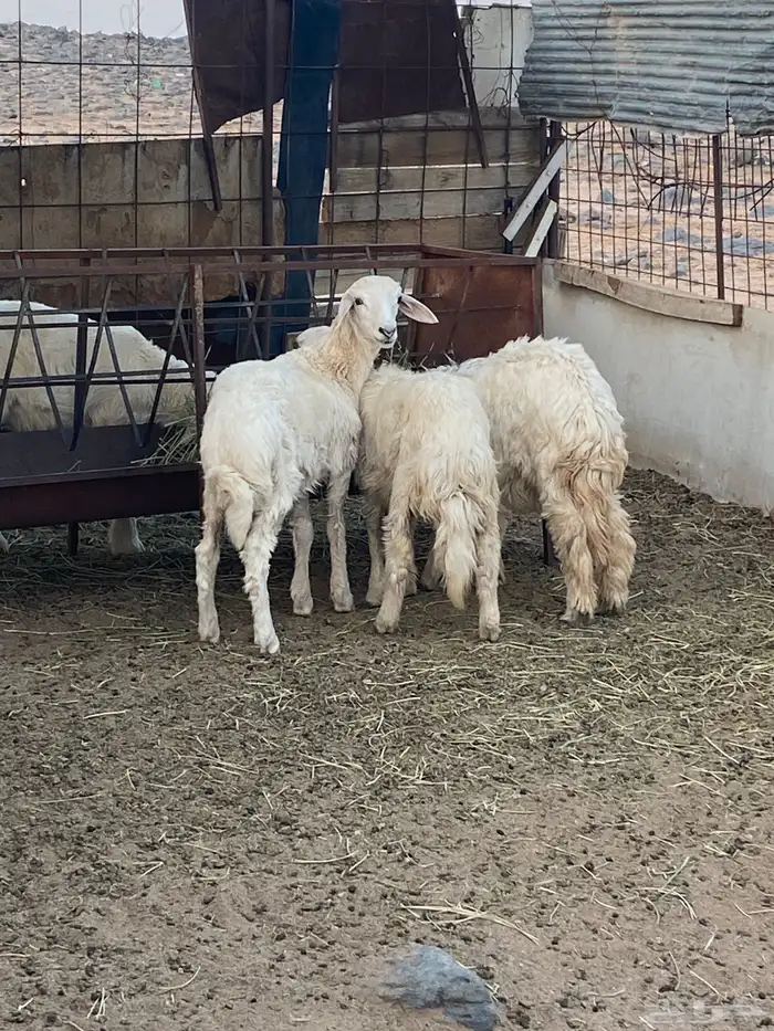 رخال وخروف طيبات ذبايح 1