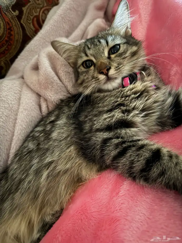 قطة للتبني في عمر 8 شهور 2