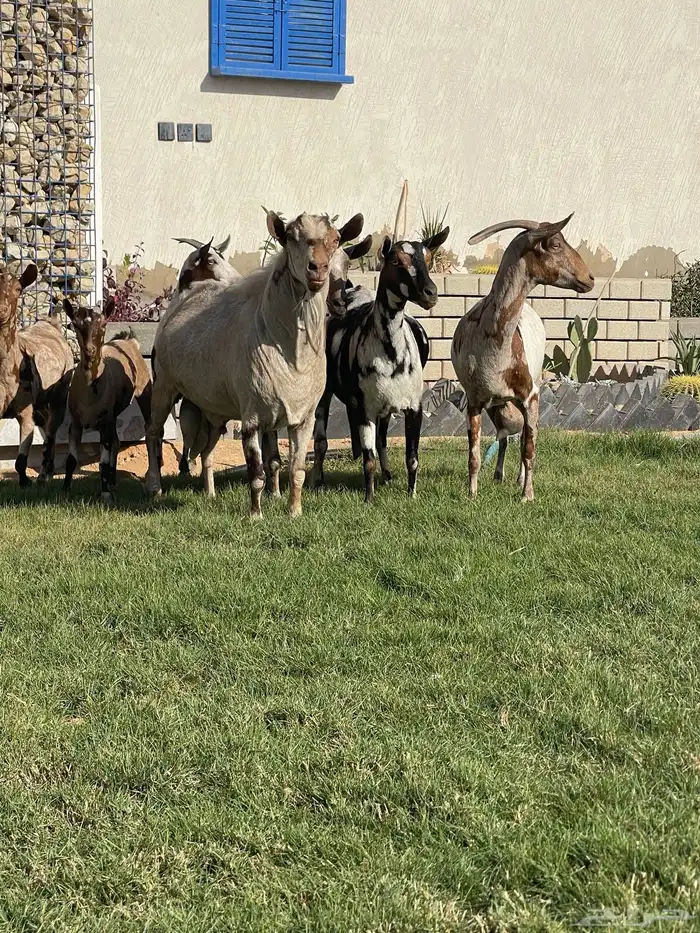 ماعز عماني جيشي 5