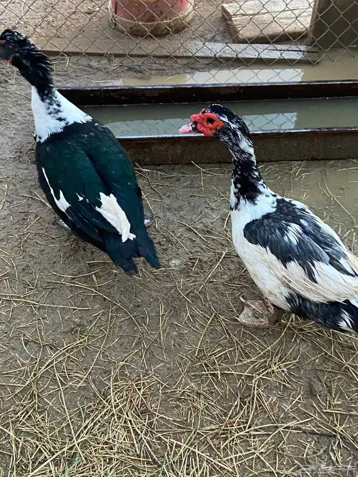 بط مصري ذكور 1