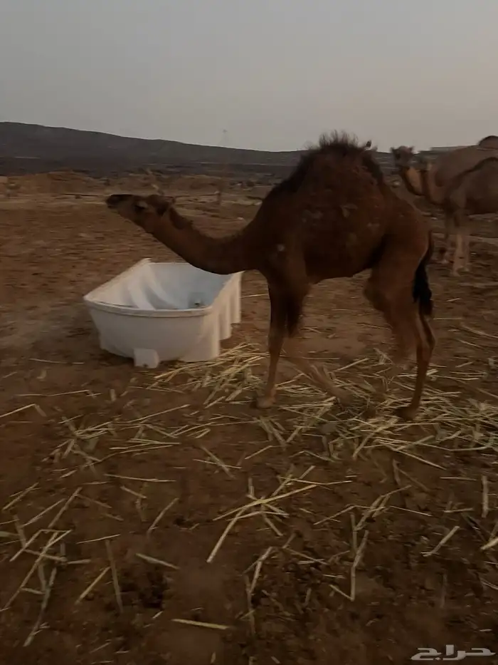 قعود مشروع فحل للبيع 1