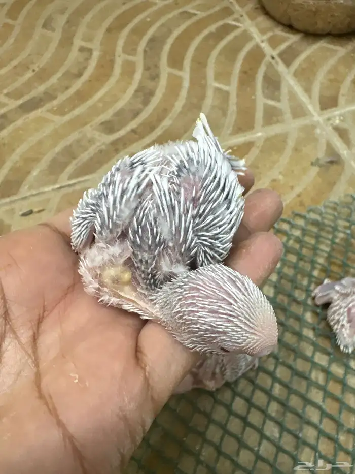 فروخ كروان وفروخ بادجي تحت الغر 3