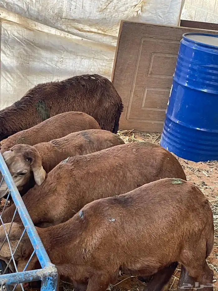 هرافا سواكن مرابي 8