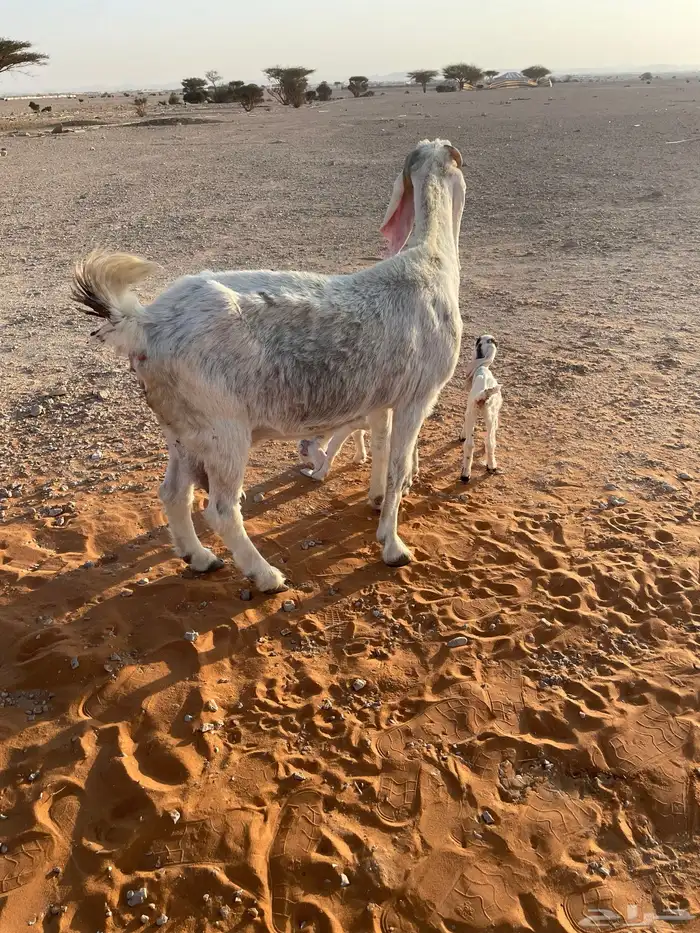 معزا متابيع 29