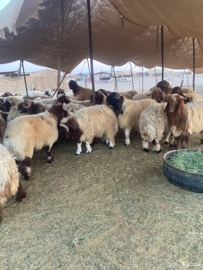 طليان نعيمي فواخر 18