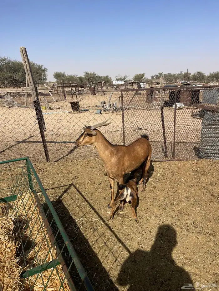 معزا دهم لون صيد 3