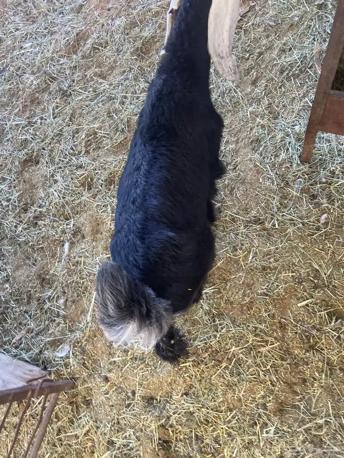 جفره عارضيه 2