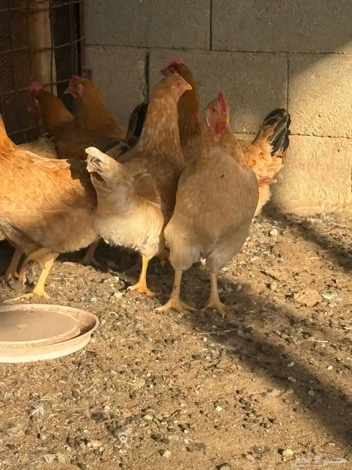 دجاج فرنسي بياض جروم 7