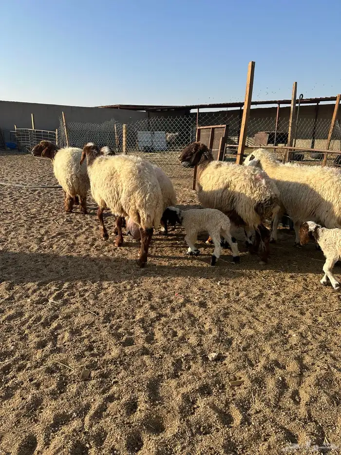 مطافيل انعيم طيبه اللبيع 4