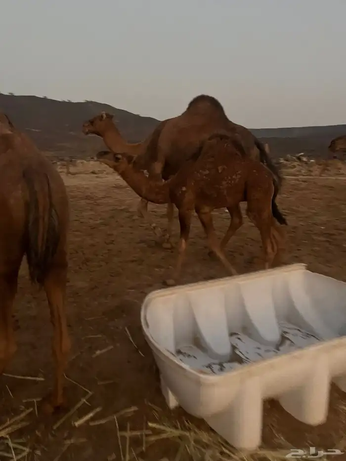 قعود مشروع فحل للبيع 4