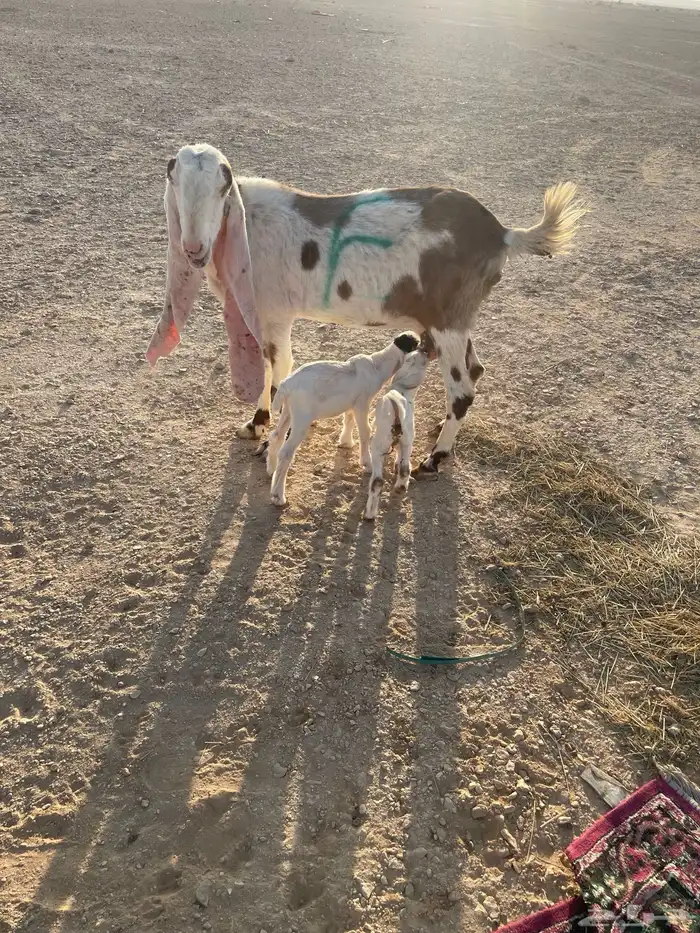 معزا متابيع 31