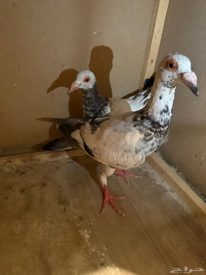 حمام كارير ومصري 1